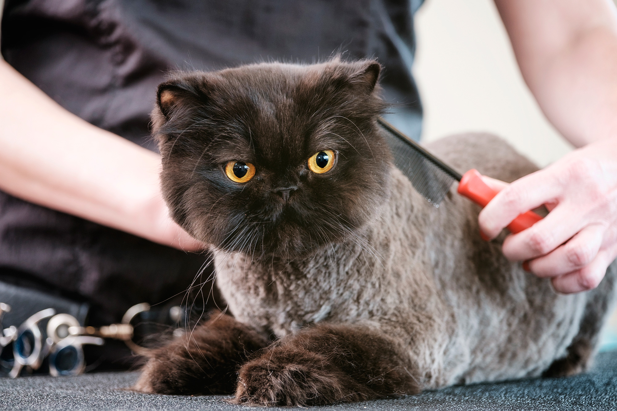 How to Find the Right Cat Groomer