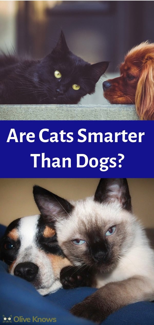 Are Cats Smarter Than Dogs