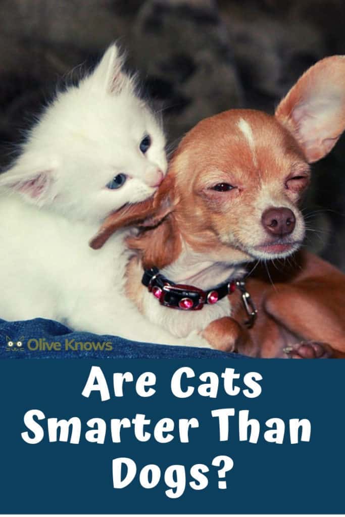 Are Cats Smarter Than Dogs? OliveKnows