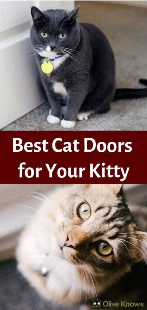 Best Cat Doors for Your Kitty