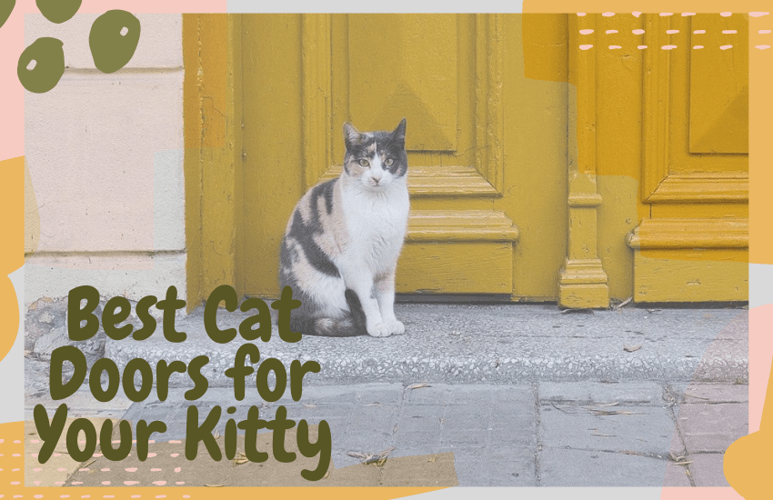 Best Cat Doors for Your Kitty