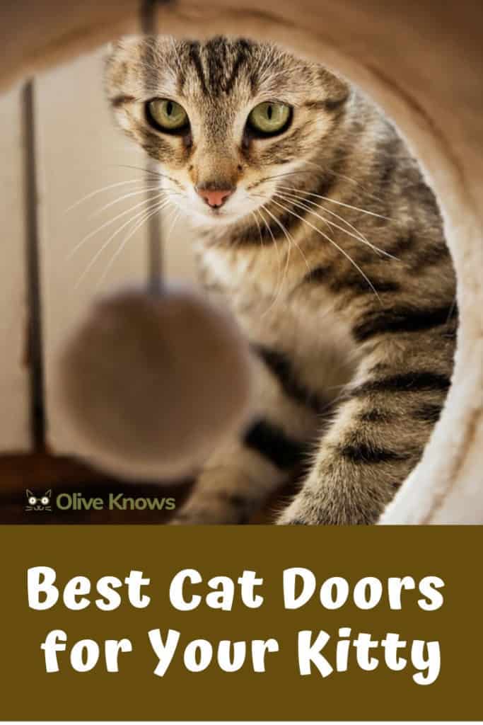 Best Cat Doors for Your Kitty OliveKnows