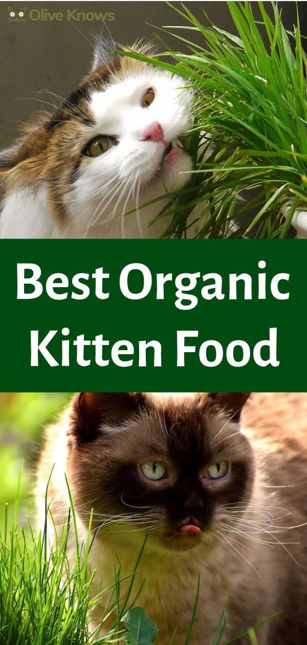 Best Organic Kitten Food