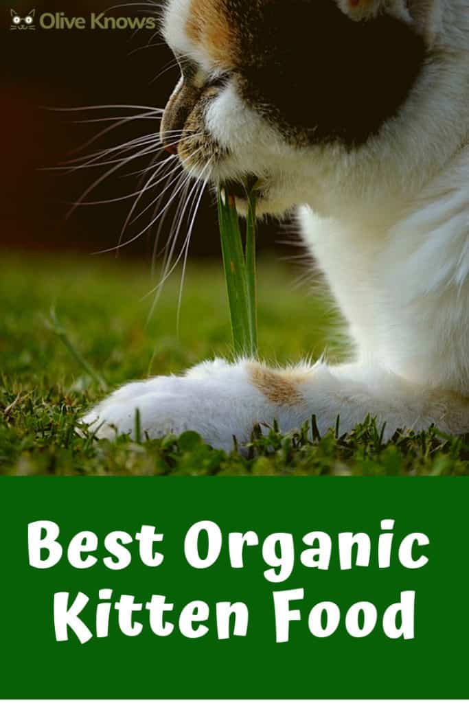 Best Organic Kitten Food [NEW 2022 Picks] OliveKnows
