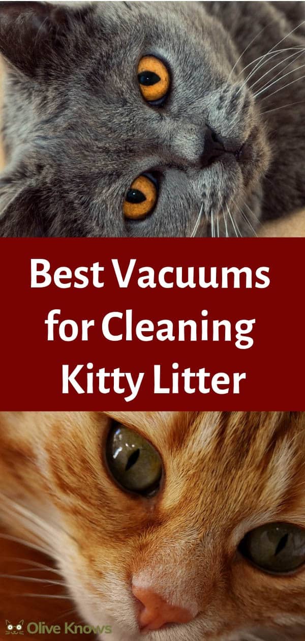 Best Vacuums for Cleaning Kitty Litter