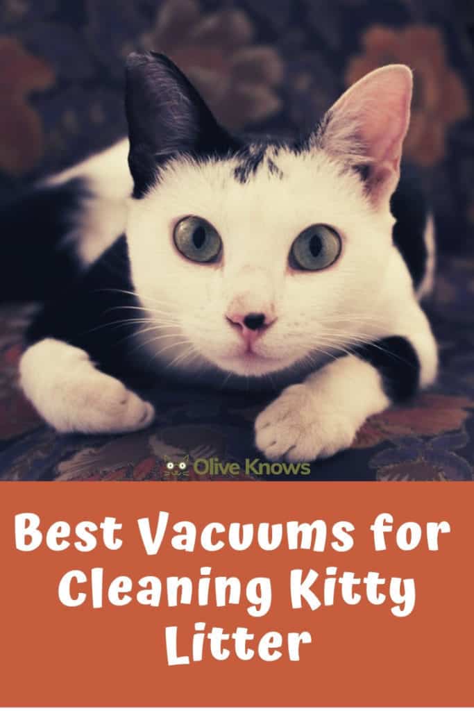 Best Vacuums for Cleaning Kitty Litter OliveKnows