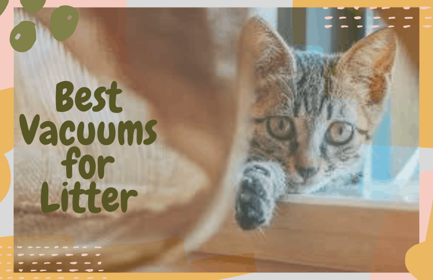 Best Vacuums for Litter