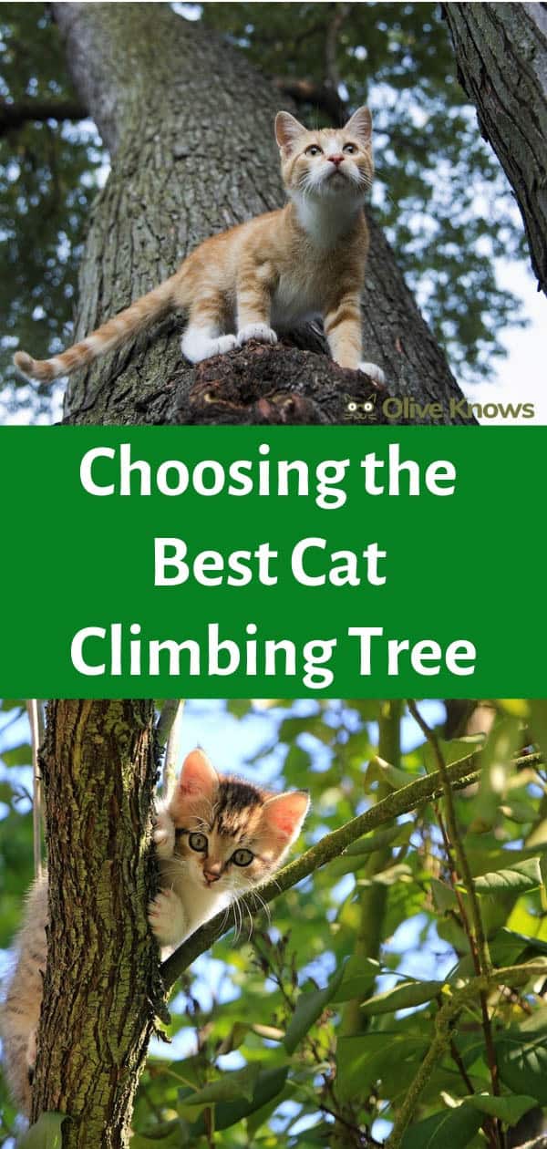 Choosing the Best Cat Climbing Tree [With 2022 Picks!] - OliveKnows