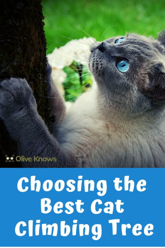 Choosing the Best Cat Climbing Tree [With 2022 Picks!] OliveKnows