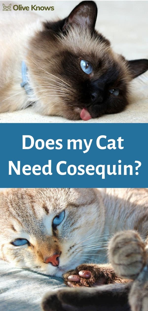 Does my Cat Need Cosequin