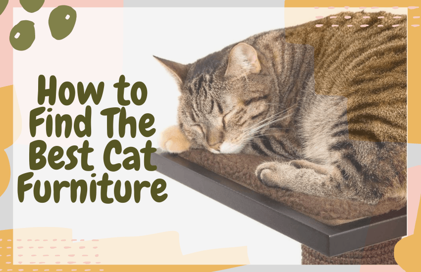 How to Find The Best Cat Furniture