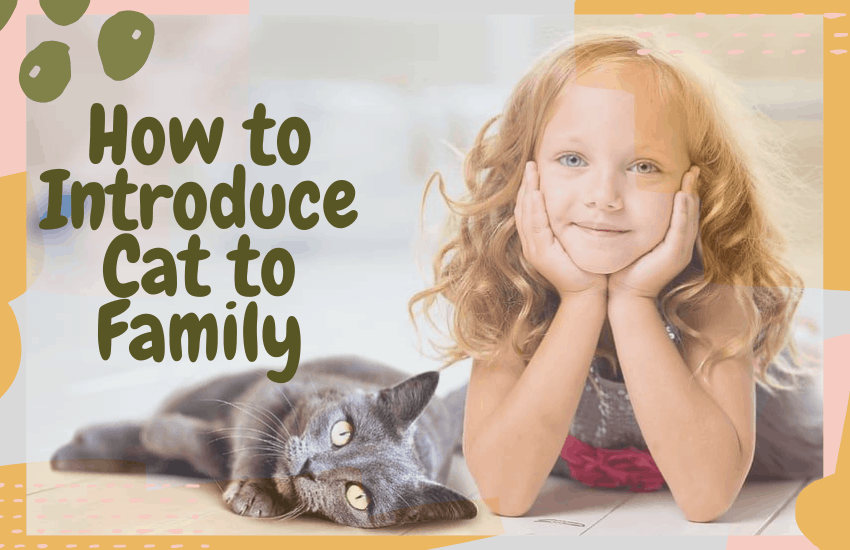 How to Introduce Cat to Family