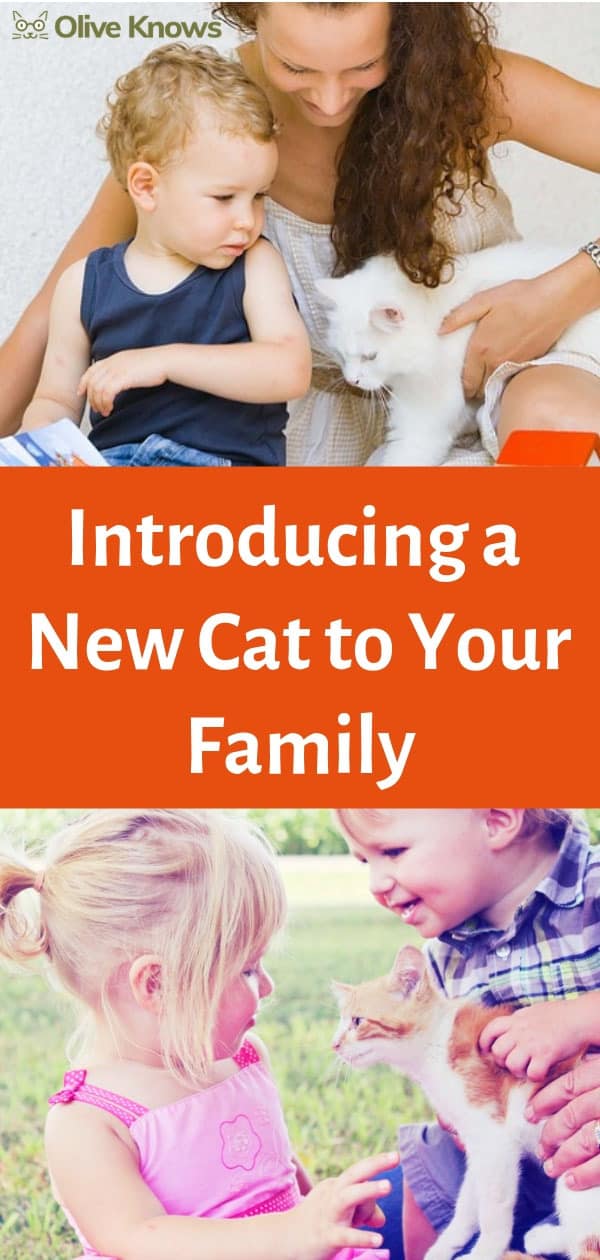 Introducing a New Cat to Your Family