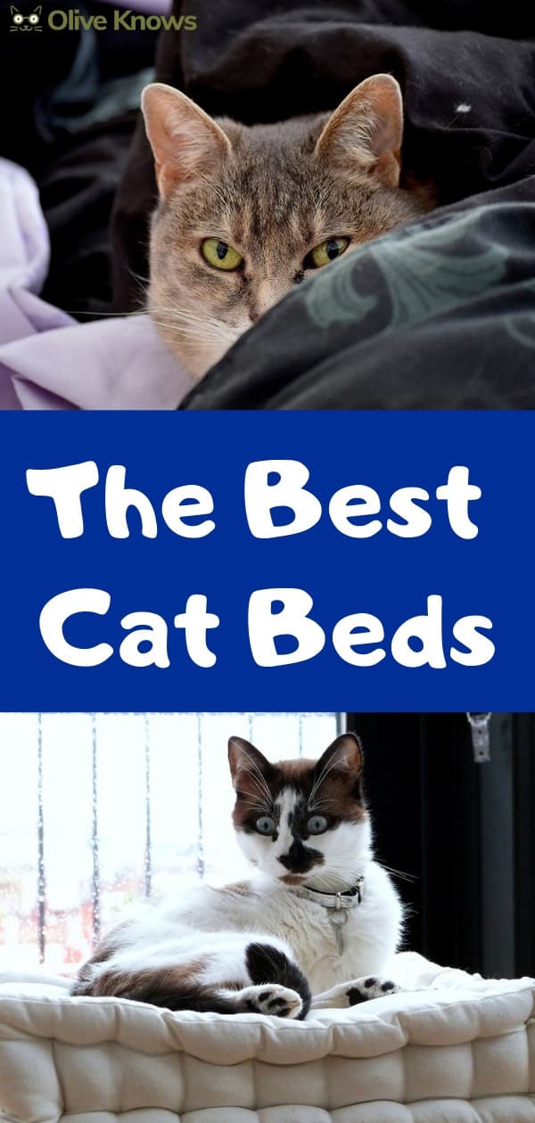 The Best Cat Beds