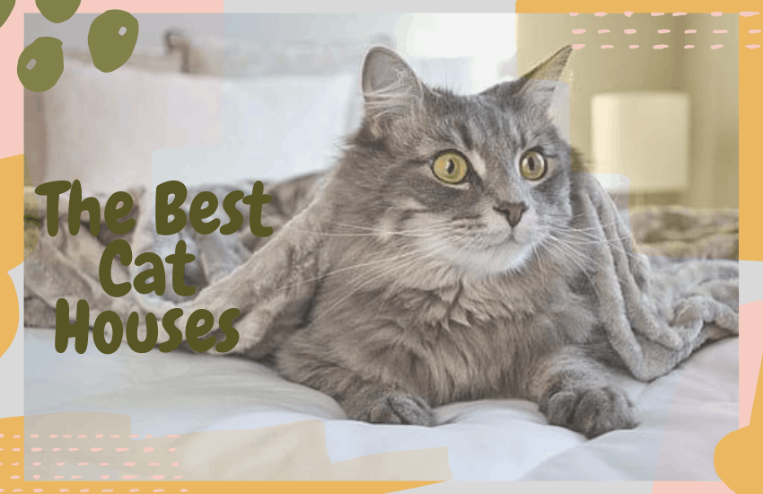 The Best Cat Houses