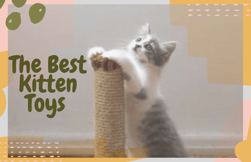 top kitten toys