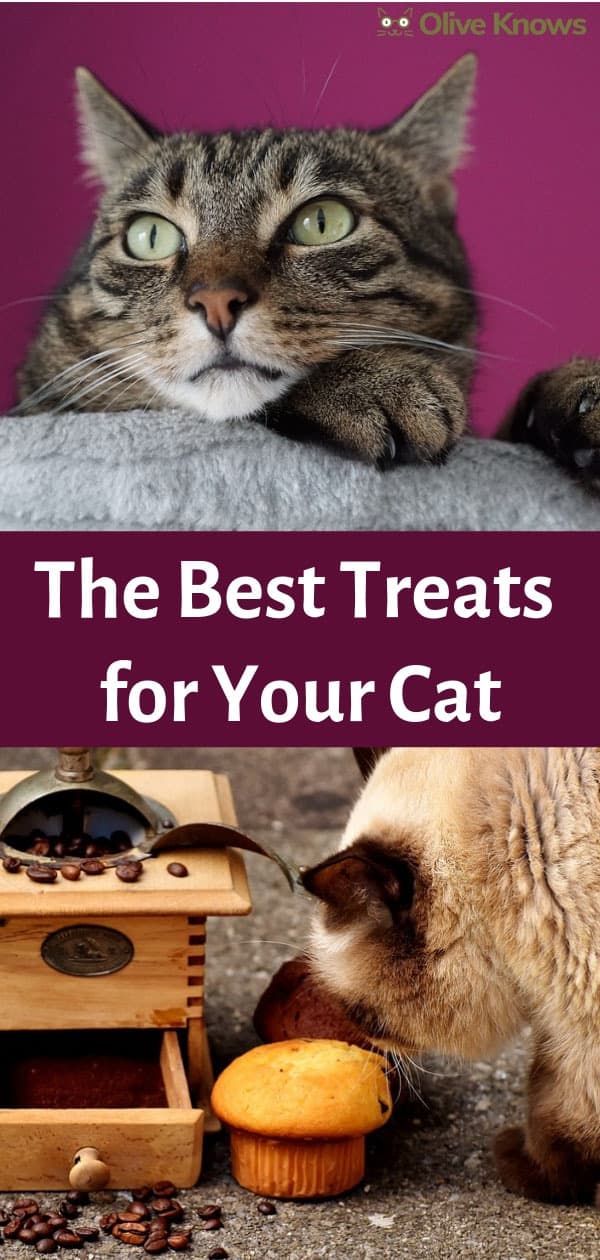 The Best Treats for Your Cat