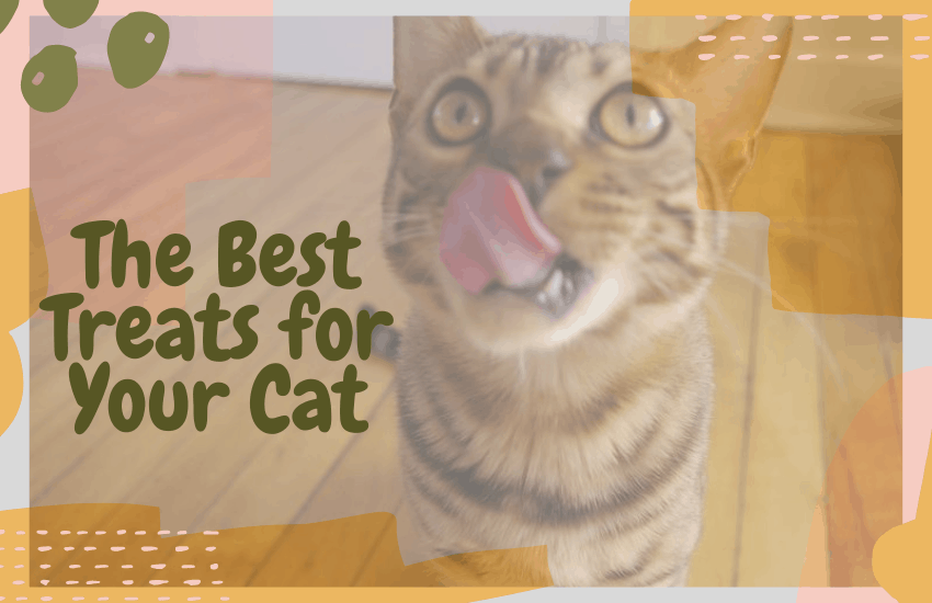 The Best Treats for Your Cat