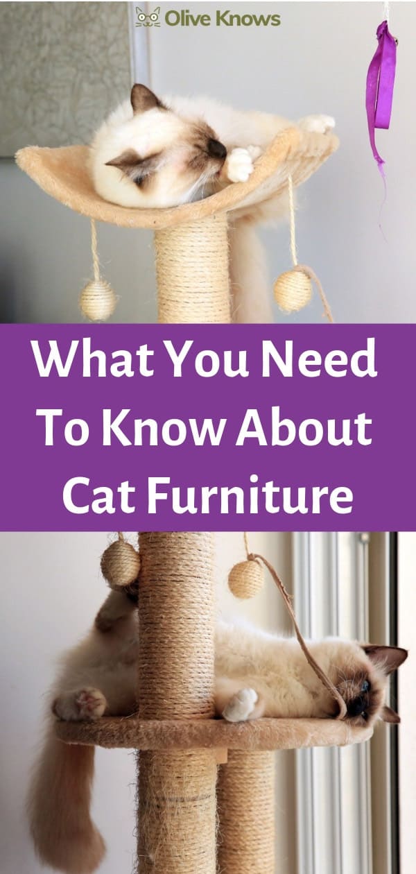 What You Need To Know About Cat Furniture