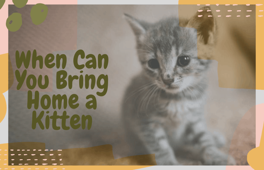 When Can You Bring Home a Kitten