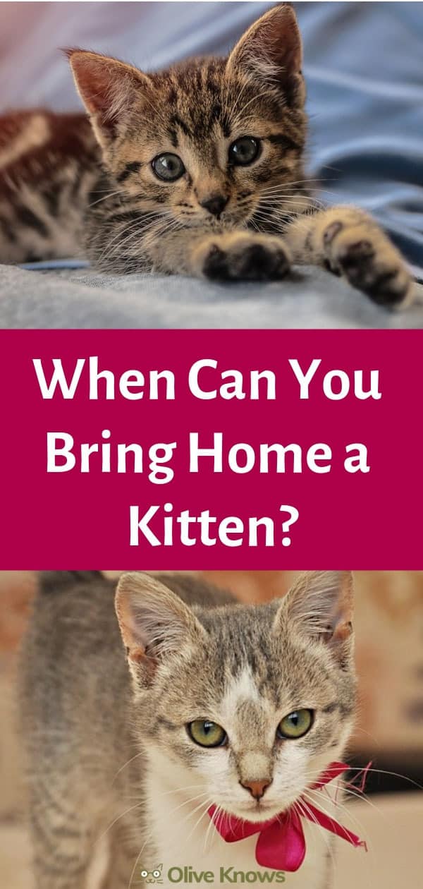 When Can You Bring Home a Kitten