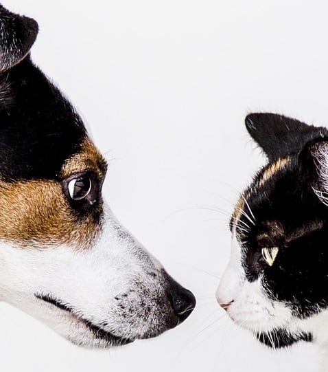 Are Cats Smarter Than Dogs