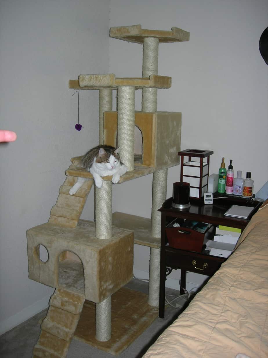 kitty-in-cat-tree