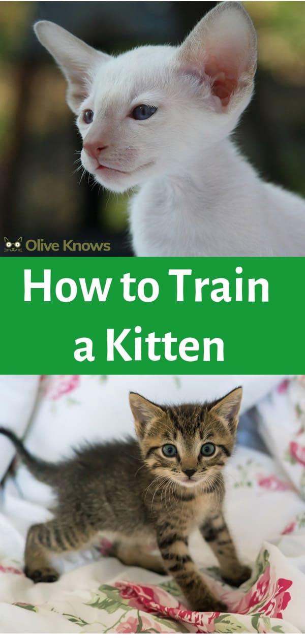 How to Train a Kitten