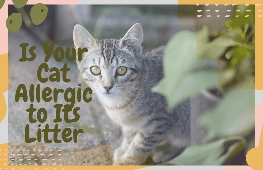 Is Your Cat Allergic to Its Litter 