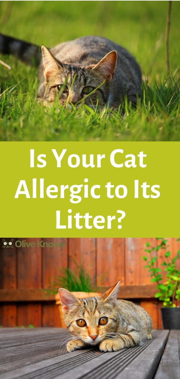 Is Your Cat Allergic to Its Litter?