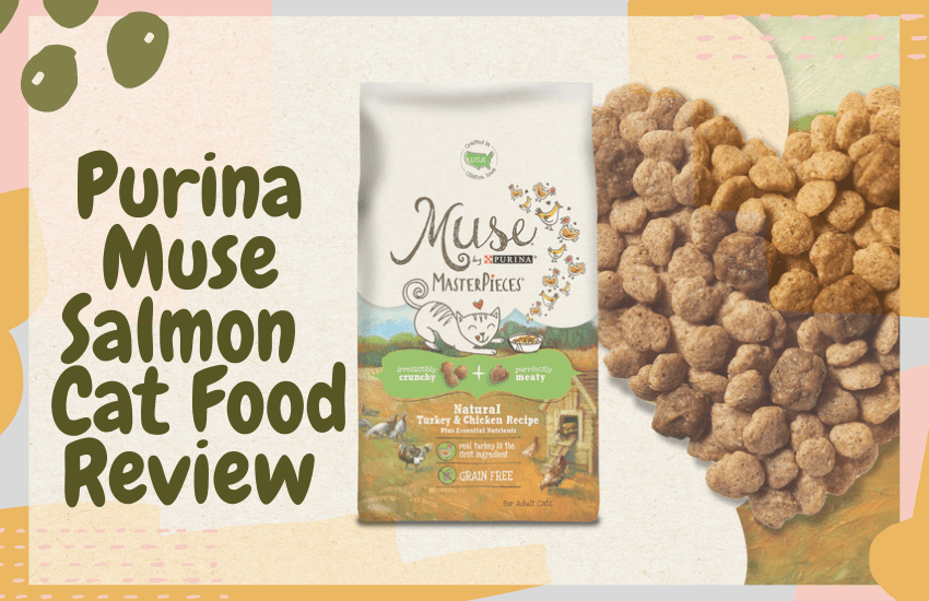 Purina Muse Salmon Cat Food Review