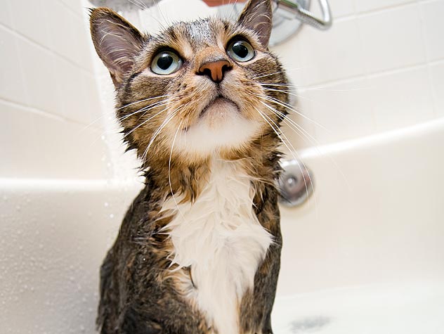 cat in a bathtub 