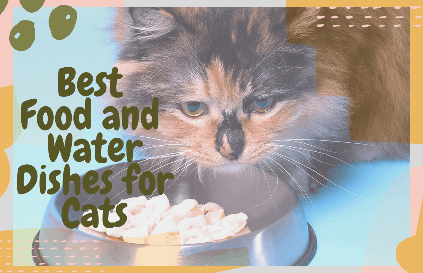 Best Food and Water Dishes for Cats