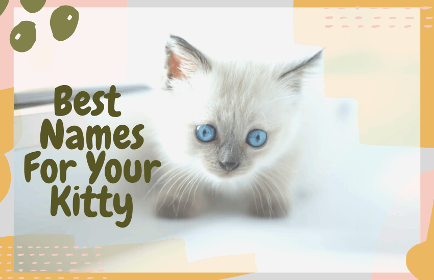 Best Names For Your Kitty