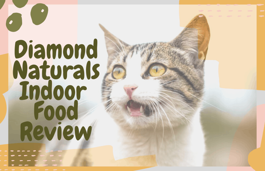 Diamond Naturals Indoor Food Review