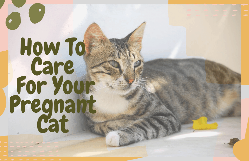 How To Care For Your Pregnant Cat