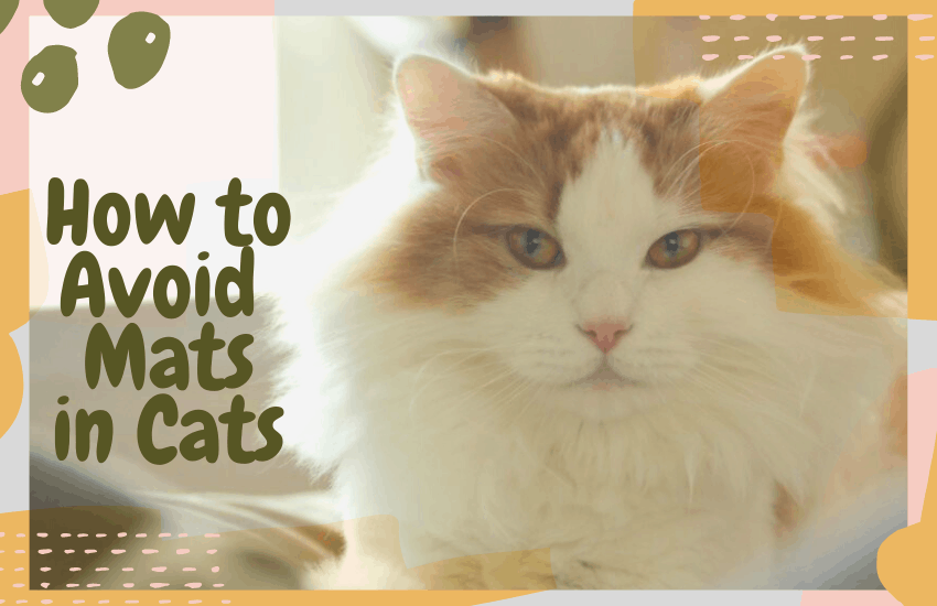 How to Avoid Mats in Cats