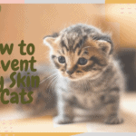 How to Prevent Dry Skin in Cats