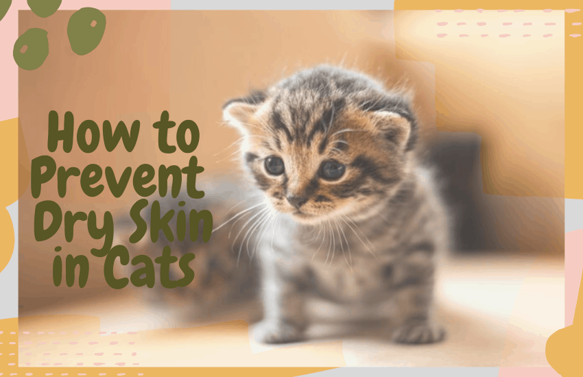 How to Prevent Dry Skin in Cats