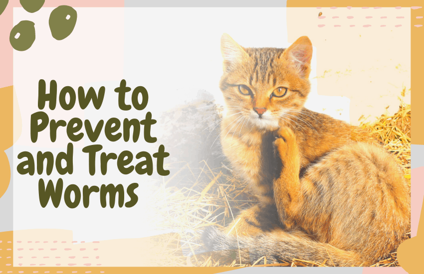 How to Prevent and Treat Worms