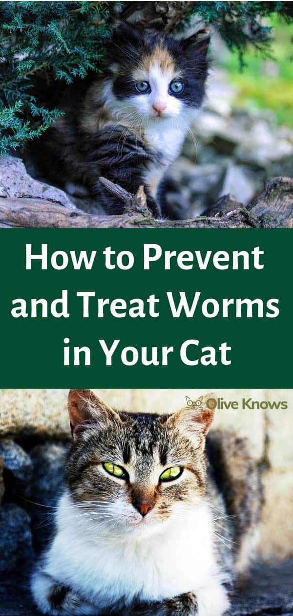 natural treatment for worms in cats