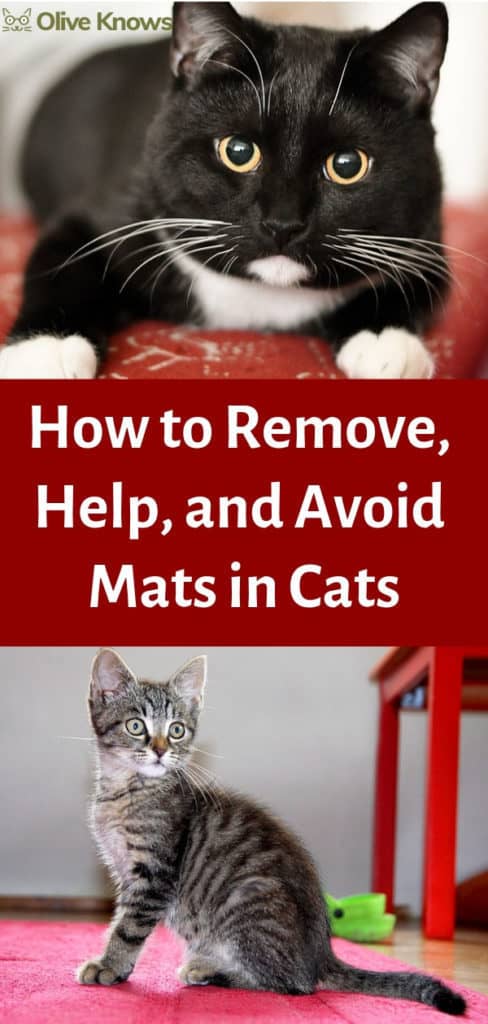 How to Remove, Help, and Avoid Mats in Cats - OliveKnows - How To Prevent And Remove Mats