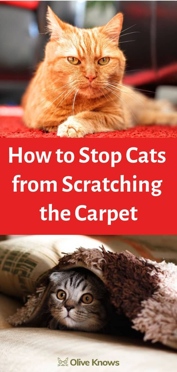 How To Stop Cats From Scratching The Carpet Oliveknows