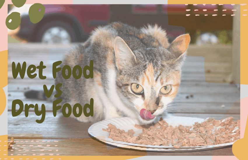 Wet Food vs Dry Food