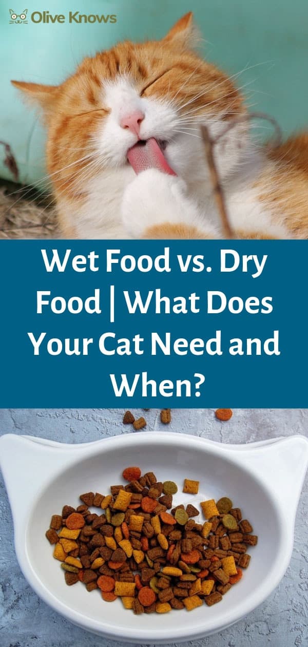 Wet Food Vs Dry Food What Does Your Cat Need And When Oliveknows