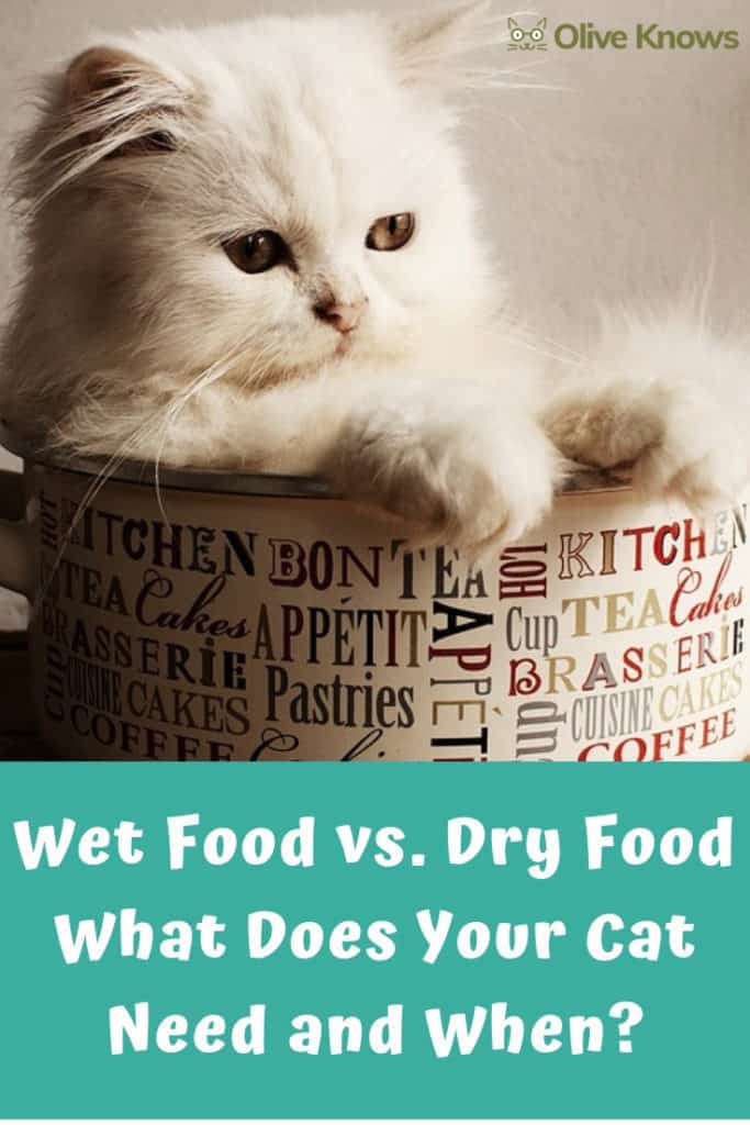 Wet Food vs Dry Food What Does Your Cat Need and When? OliveKnows