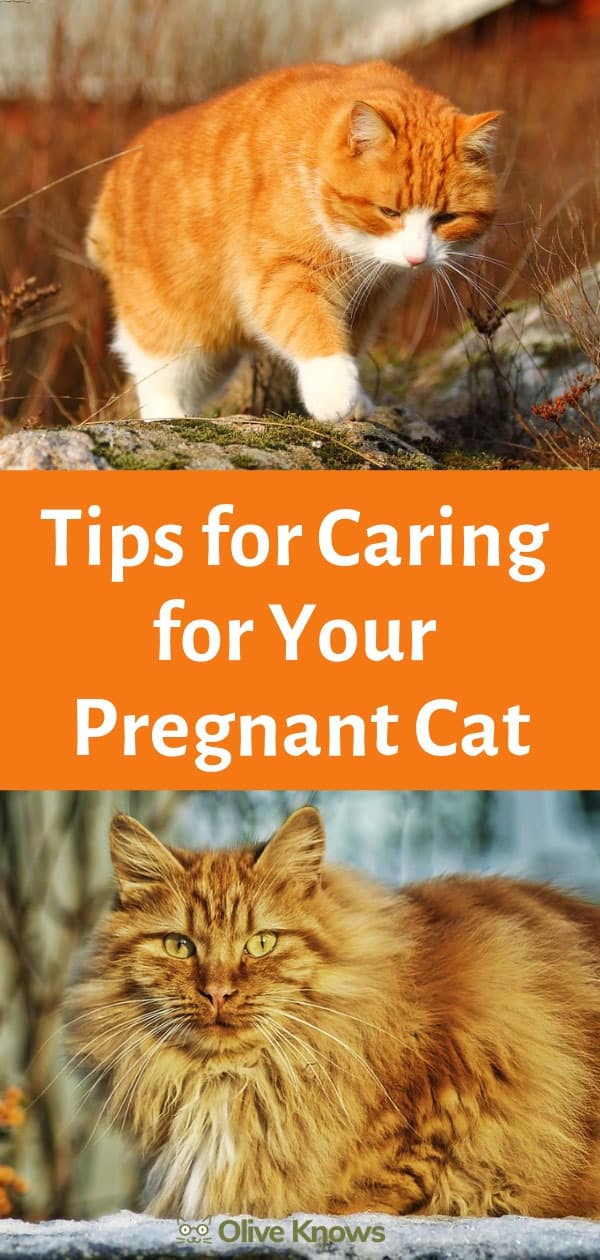 What to Expect When Your Cat is Expecting: Tips for Caring for Your Pregnant Cat