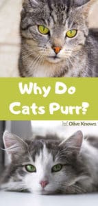 Why Do Cats Purr? - OliveKnows