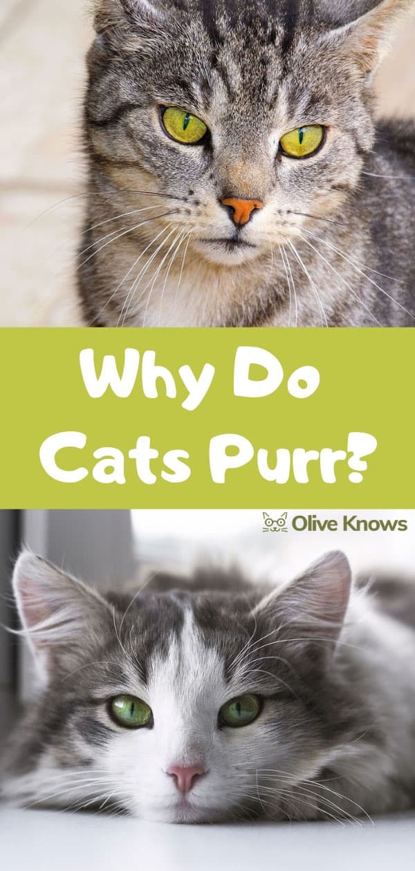 why-do-cats-purr-oliveknows