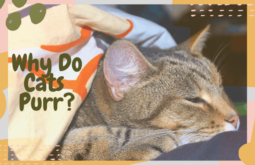 Why Do Cats Purr